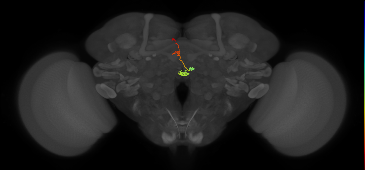 adult DM1 lineage neuron
