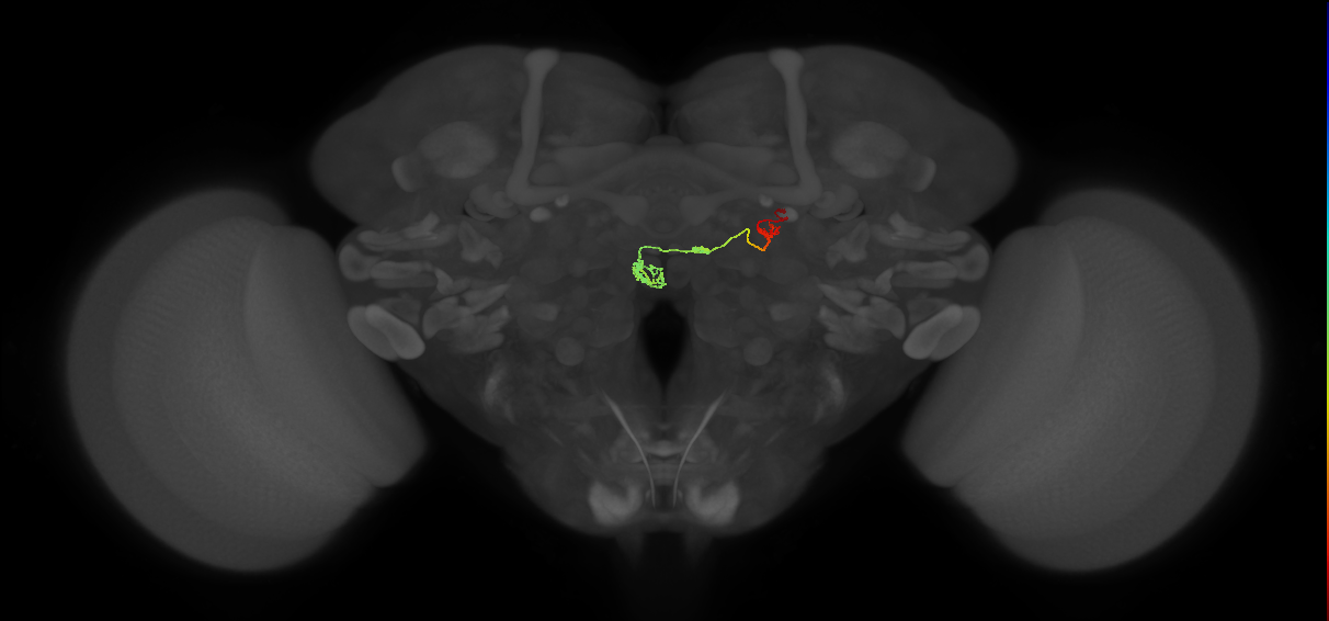 PFNm_a_R9_C1 (MaleCNS:77211)