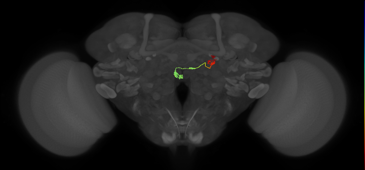 PFNm_b_R9_C1 (MaleCNS:114426)