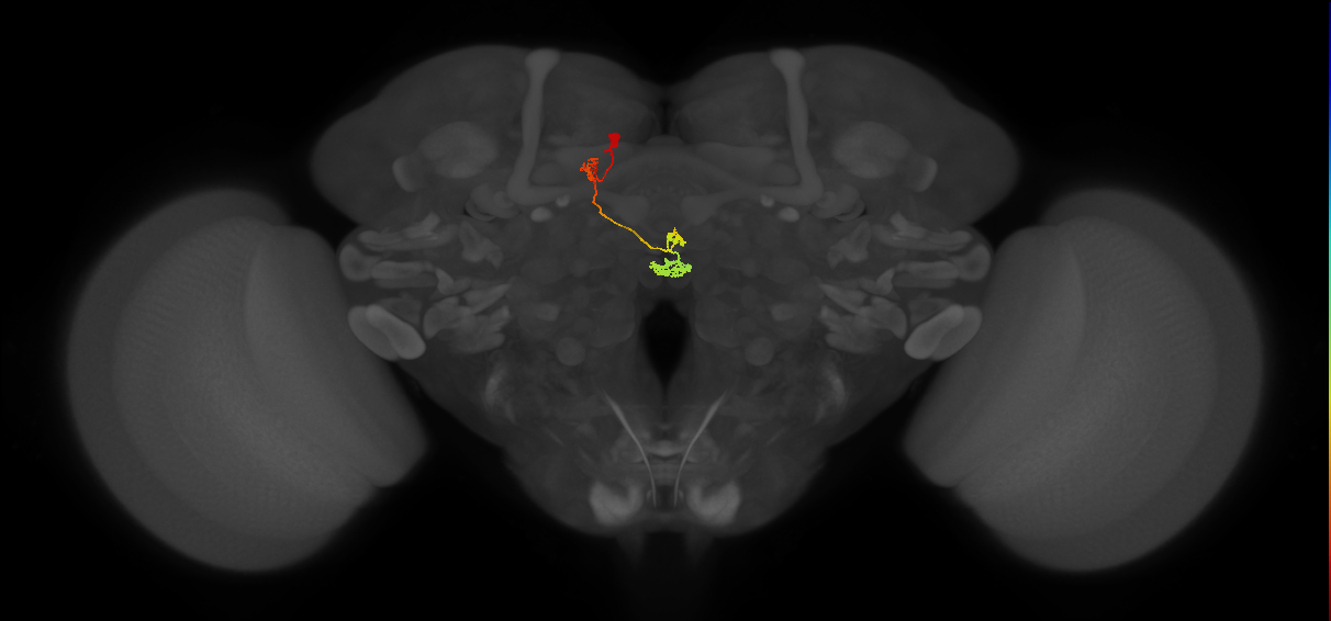 PFNm_b_L5_C4 (MaleCNS:153375)