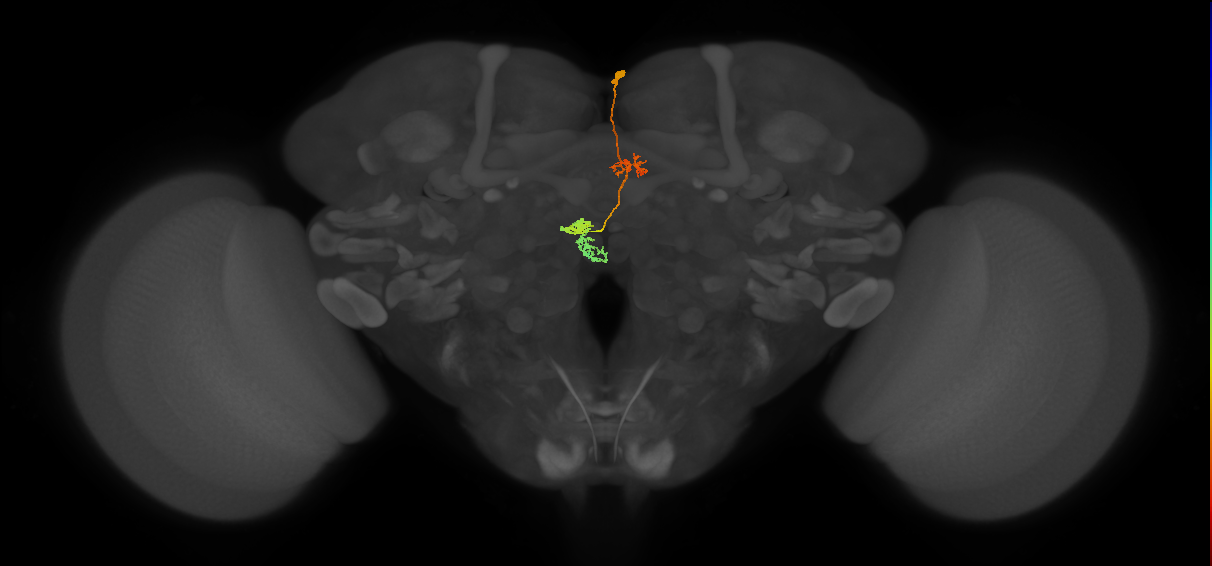 PFNm_b_R3_C8 (MaleCNS:141295)