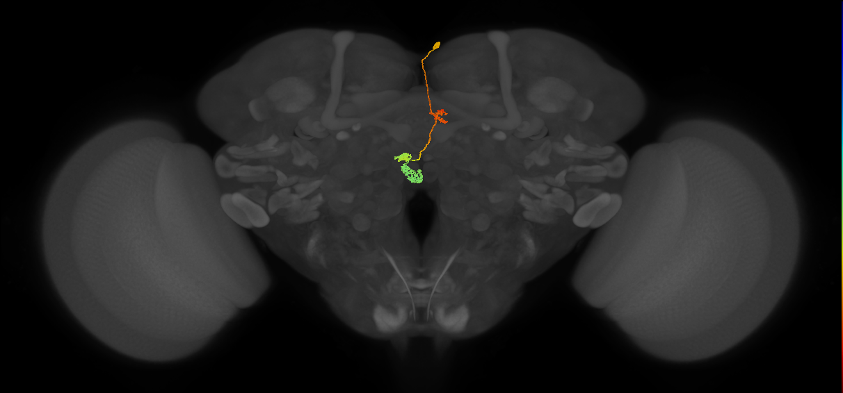 PFNm_b_R3_C8 (MaleCNS:149501)
