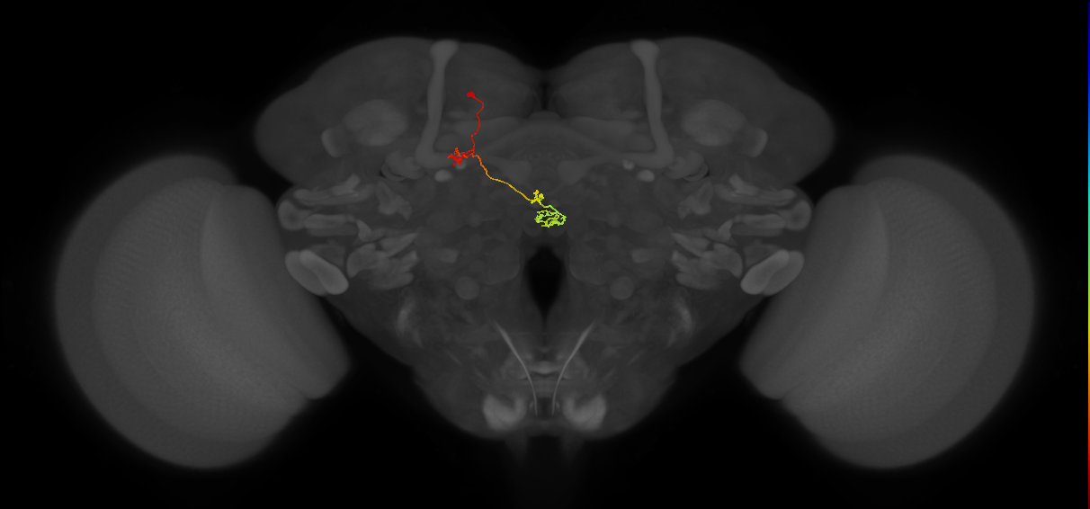 PFNp_b (MaleCNS:164248)