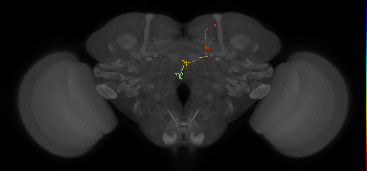 DPMpm2 lineage neuron
