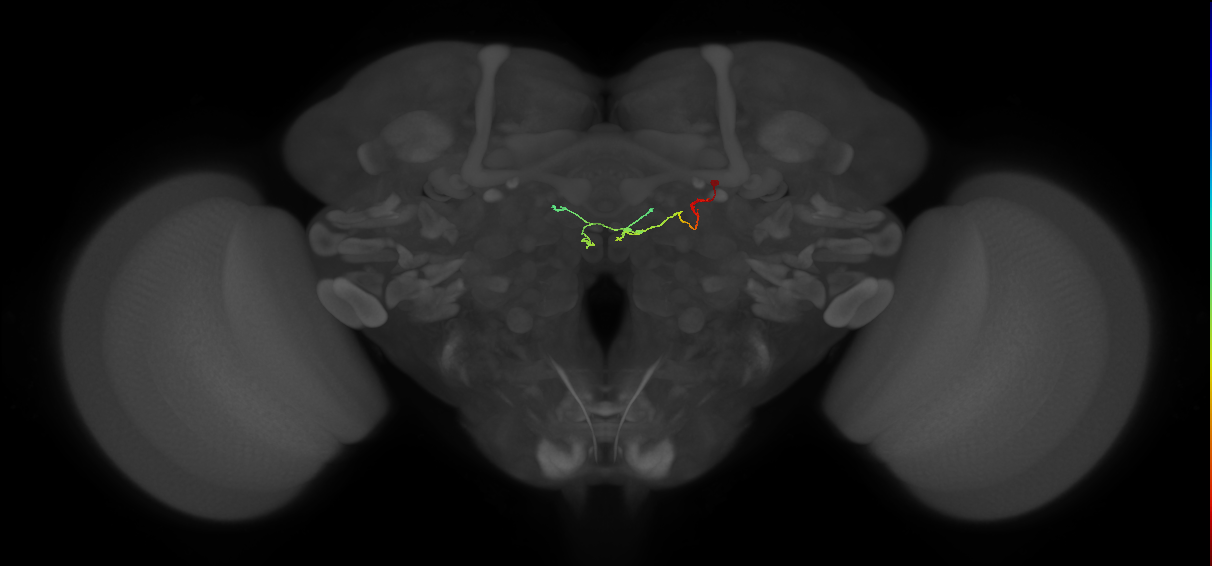 PFNp_d (MaleCNS:193682)