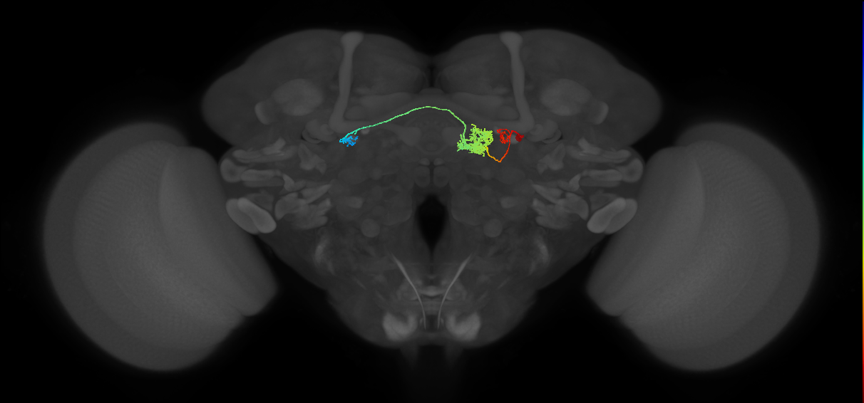 PFR_a(PB11a)_R8_C2 (MaleCNS:33552)