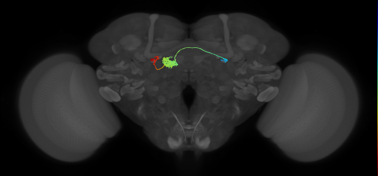 PFR_a(PB11a)_L8_C8 (MaleCNS:32451)