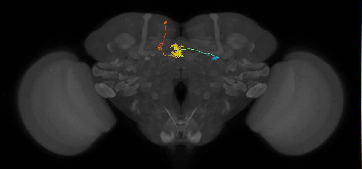 PFR_a(PB11a)_L5_C5 (MaleCNS:43881)