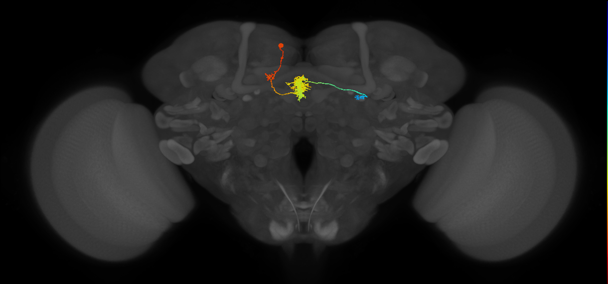 PFR_a(PB11a)_L5_C5 (MaleCNS:541755)