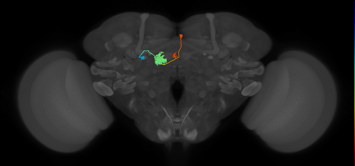 PFR_a(PB11a)_L1_C9_irreg (MaleCNS:515193)