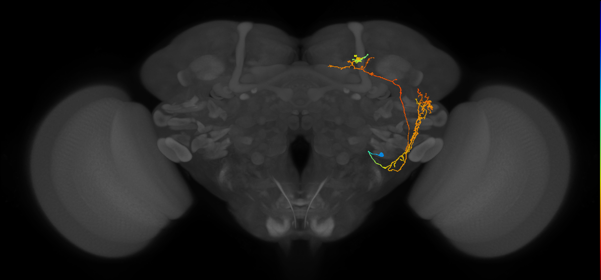 adult WEDa2 lineage neuron