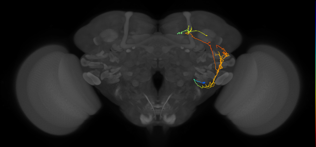 adult WEDa2 lineage neuron