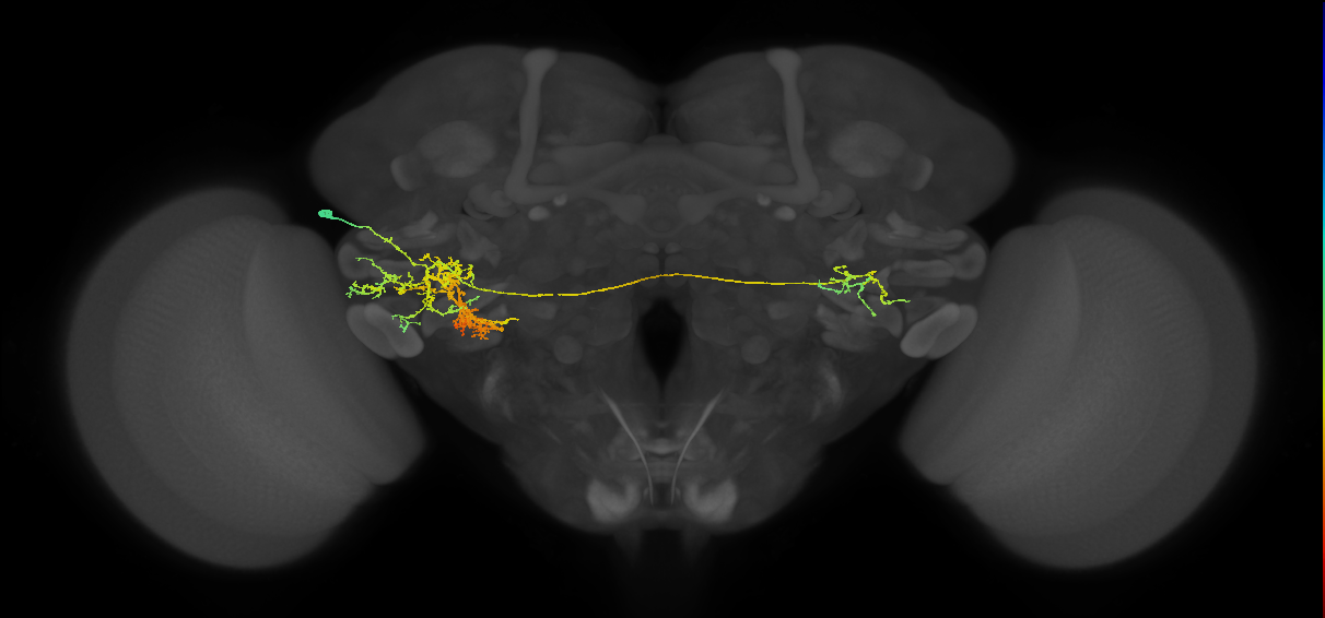 adult VLPl2 lineage neuron