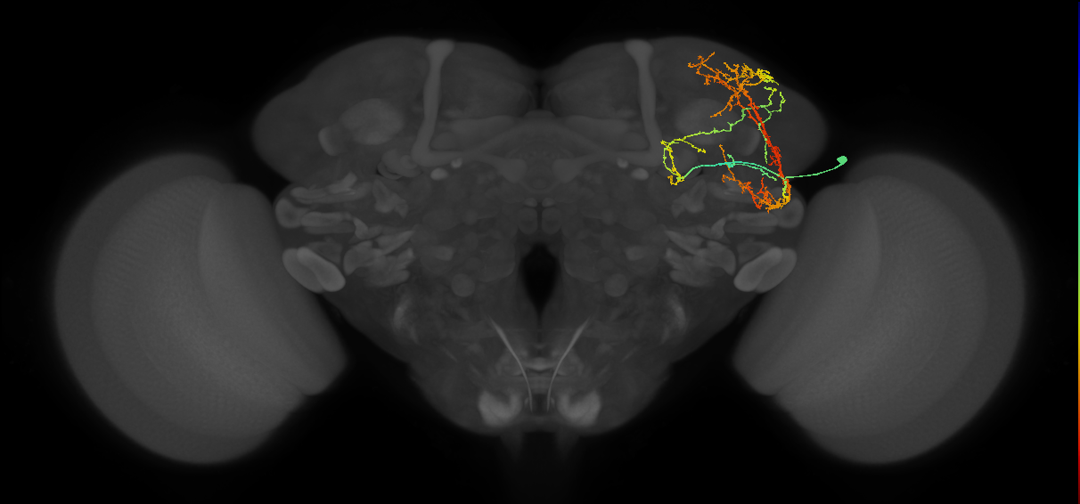 BLAl1 lineage neuron
