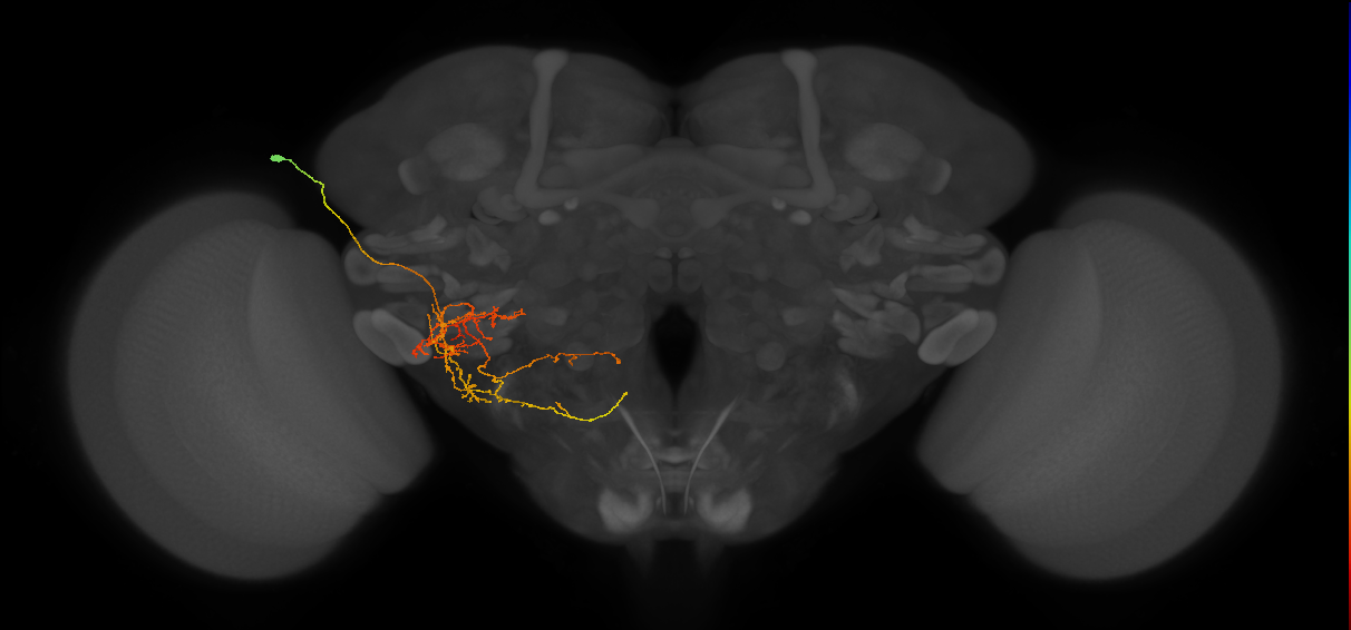 adult LHl4 lineage neuron