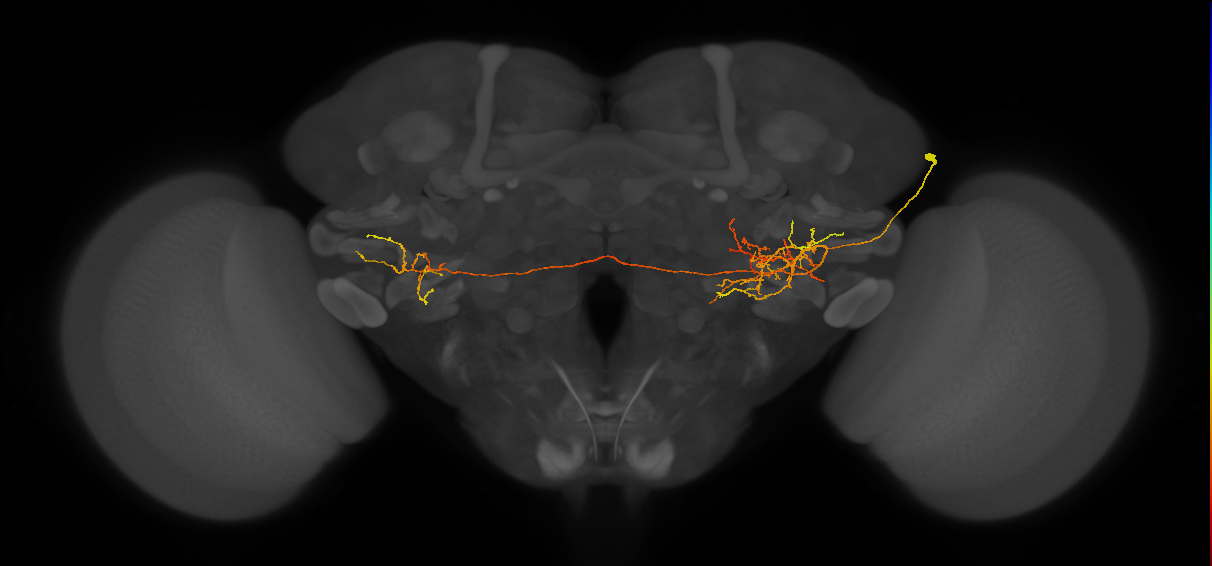PLP109_R (MaleCNS:37489)