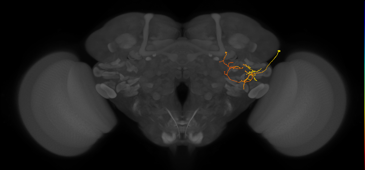 adult LHl4 lineage neuron