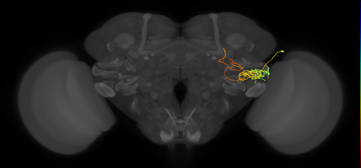 PLP115_b_R (MaleCNS:35383)