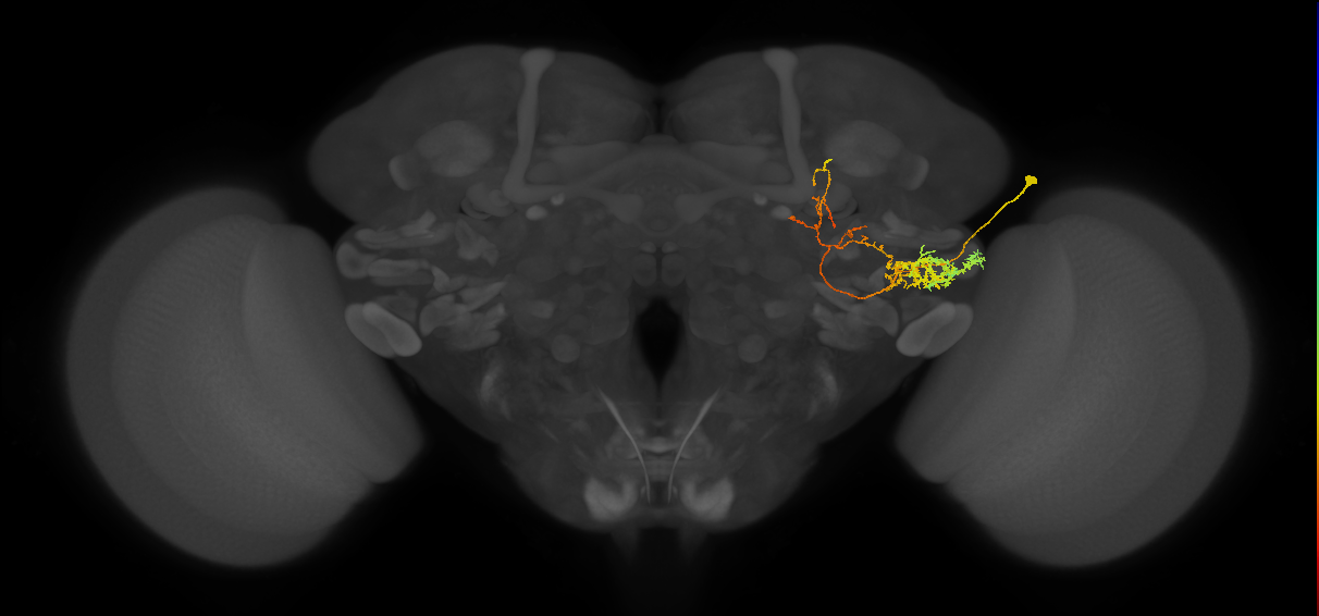 adult LHl4 lineage neuron
