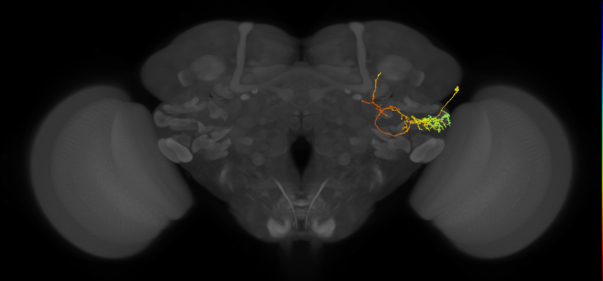 PLP115_b_R (MaleCNS:53371)