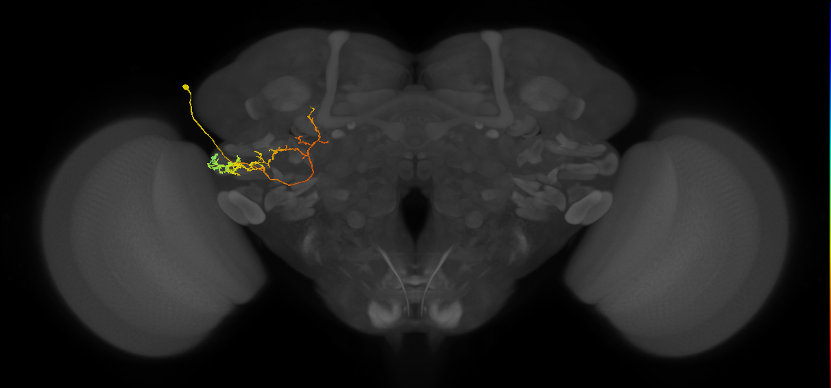 PLP115_b_L (MaleCNS:48584)