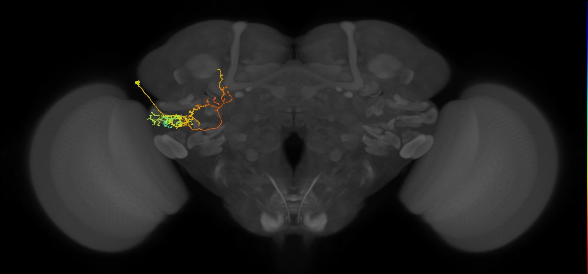 adult LHl4 lineage neuron