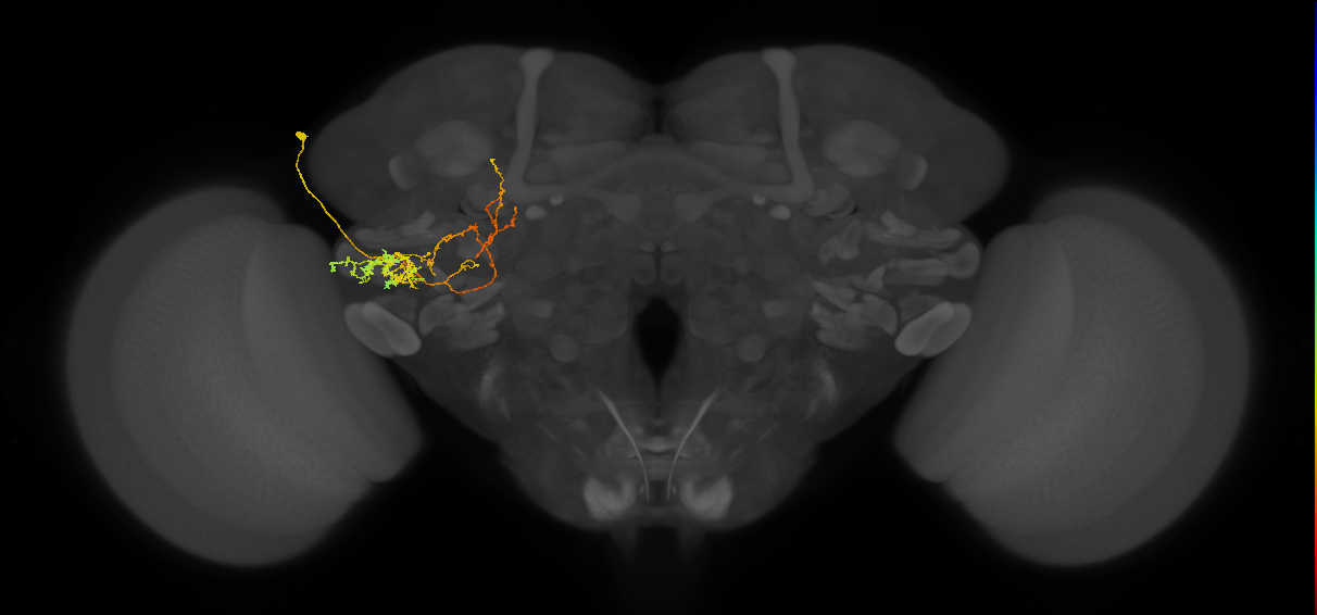PLP115_b_L (MaleCNS:514595)