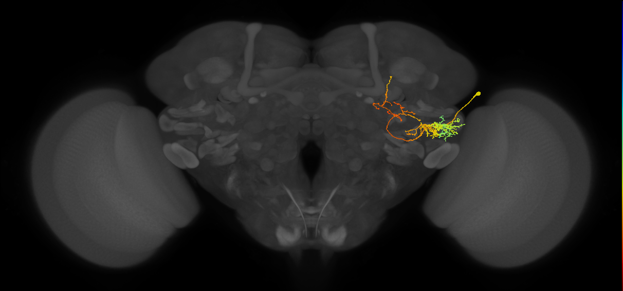 PLP115_b_R (MaleCNS:39454)
