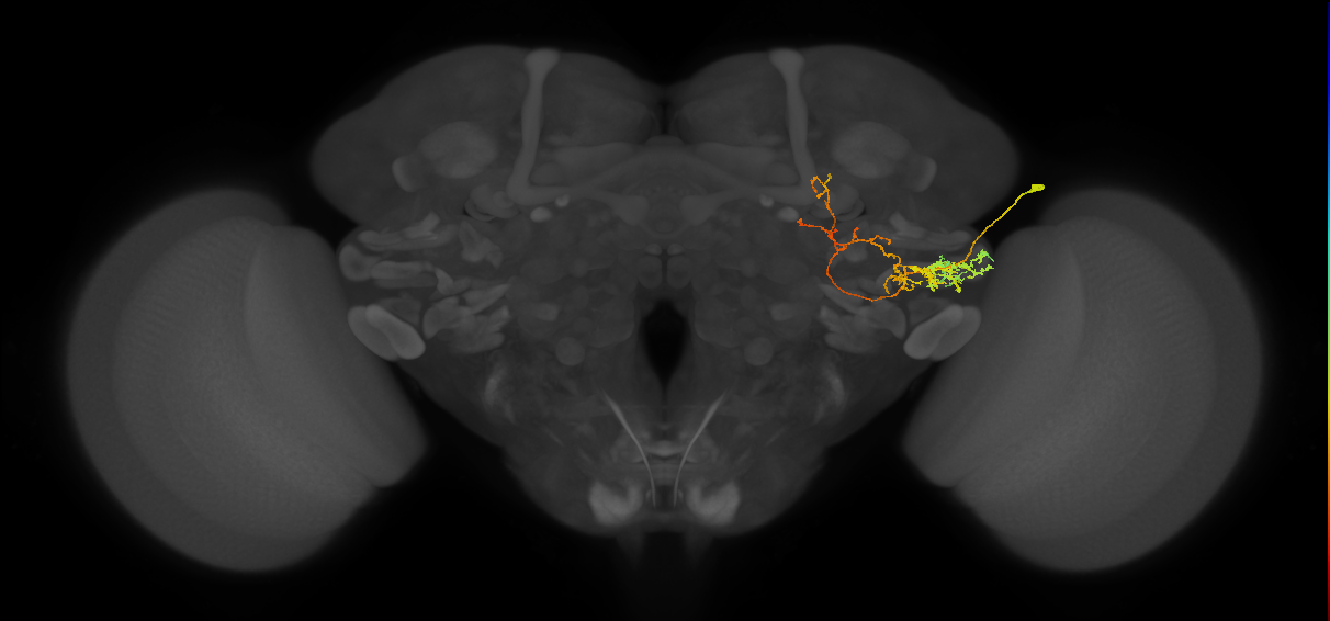PLP115_b_R (MaleCNS:42422)