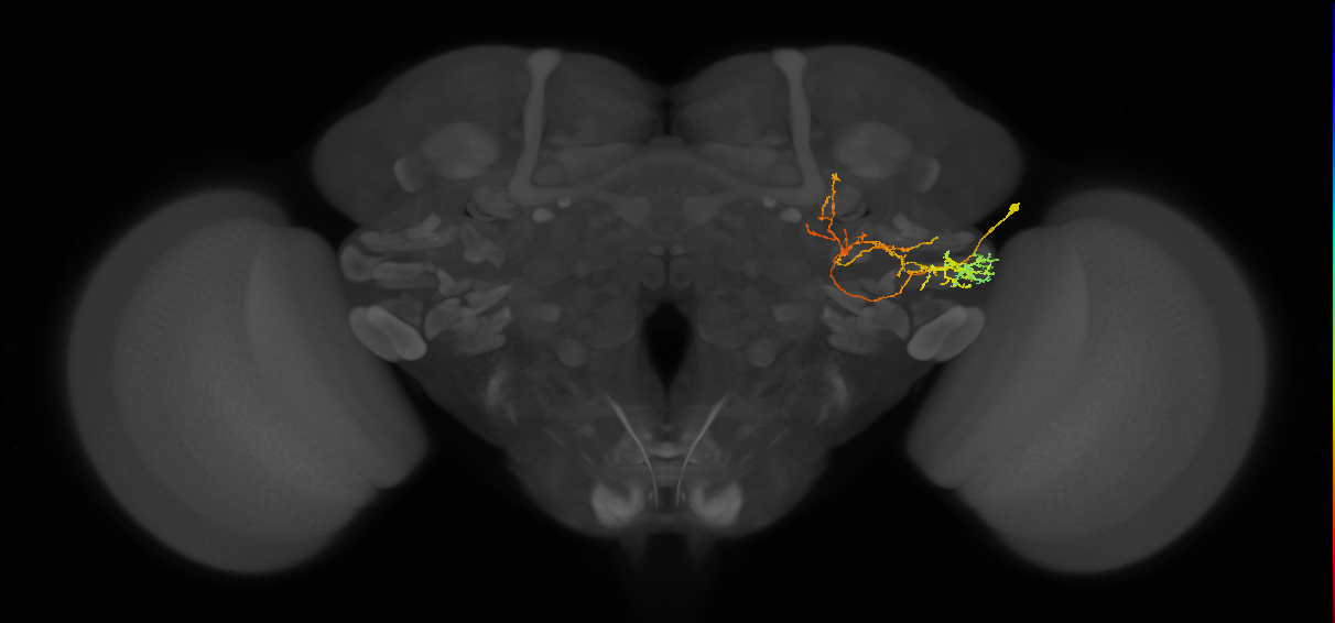 PLP115_b_R (MaleCNS:66425)