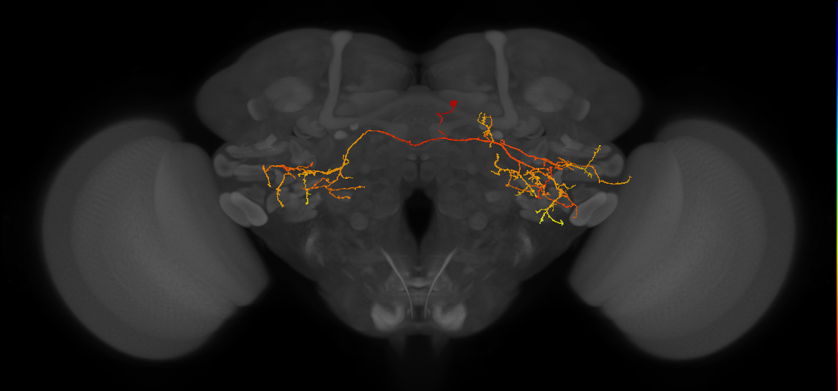 PLP134_R (MaleCNS:87266)
