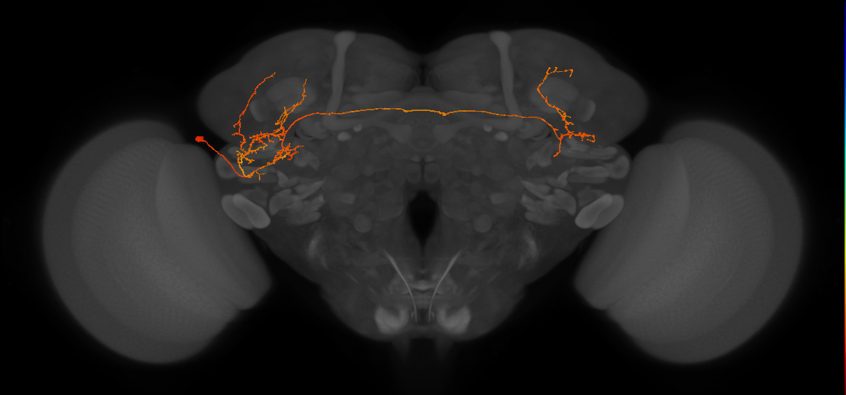 PLP155_L (MaleCNS:85580)