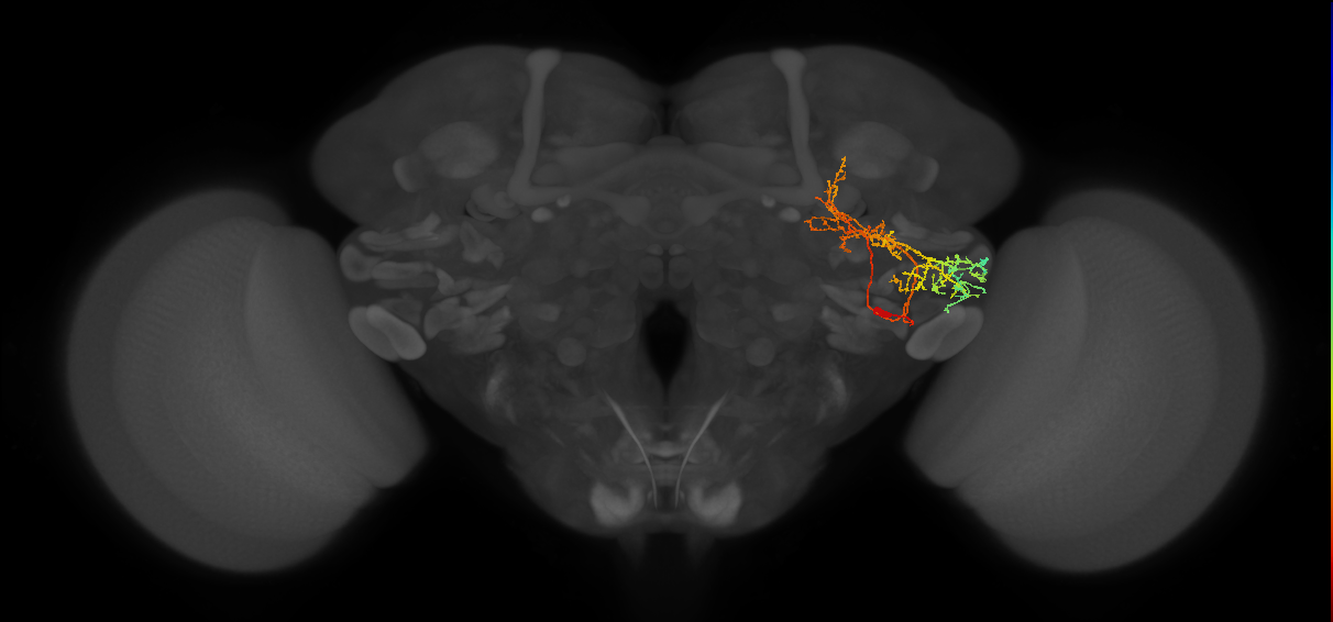 PLP182_R (MaleCNS:32075)