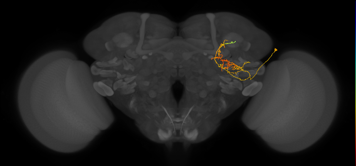 PLP188_R (MaleCNS:38036)