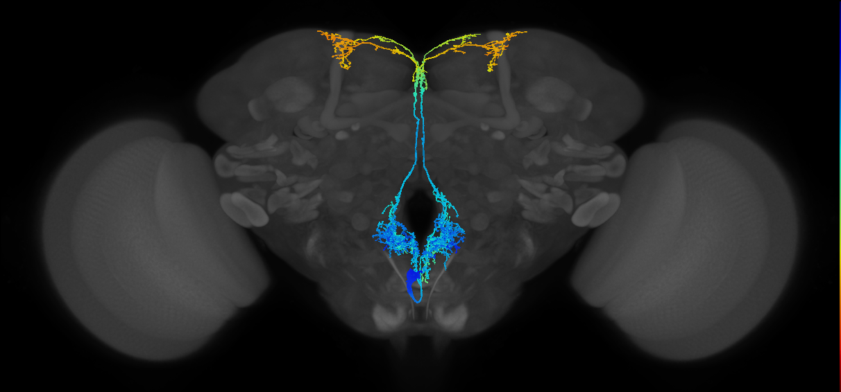 PRW004(hb1140012085)_M (MaleCNS:555259)