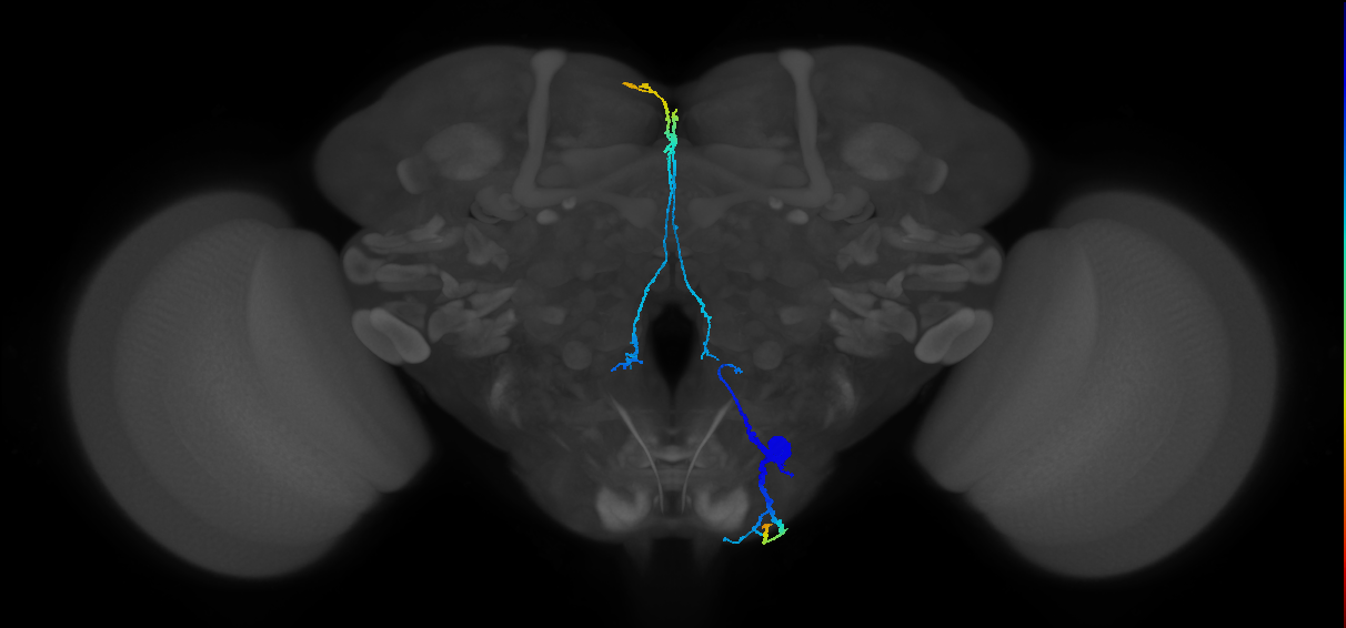 adult CB0991 neuron
