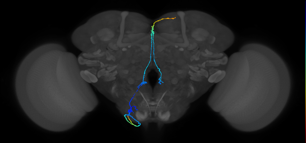 adult CB0991 neuron