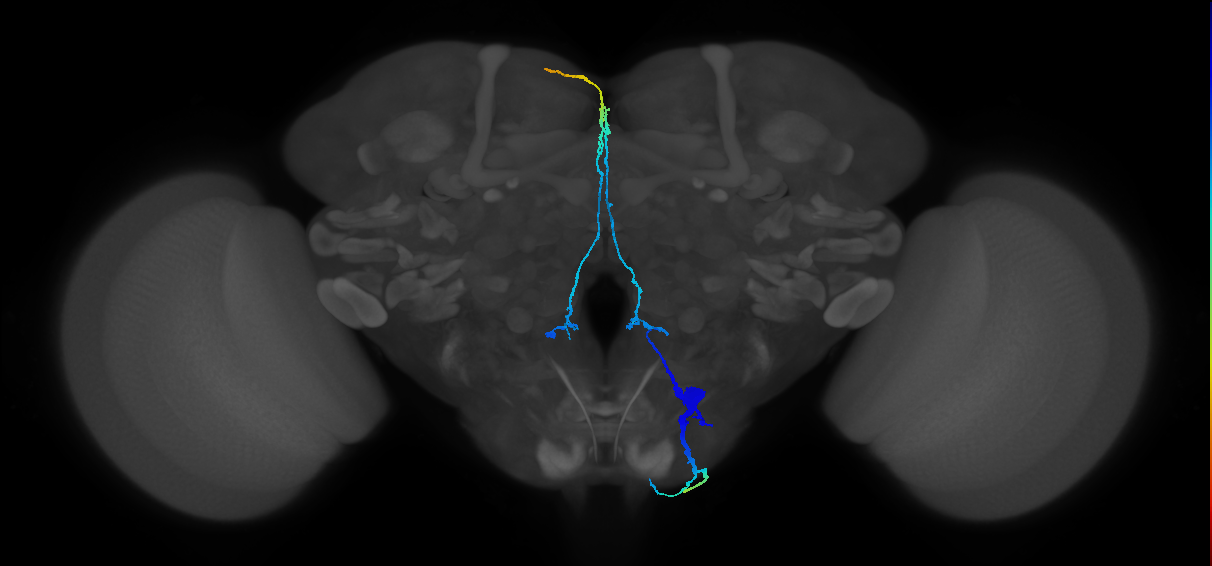 adult CB0991 neuron