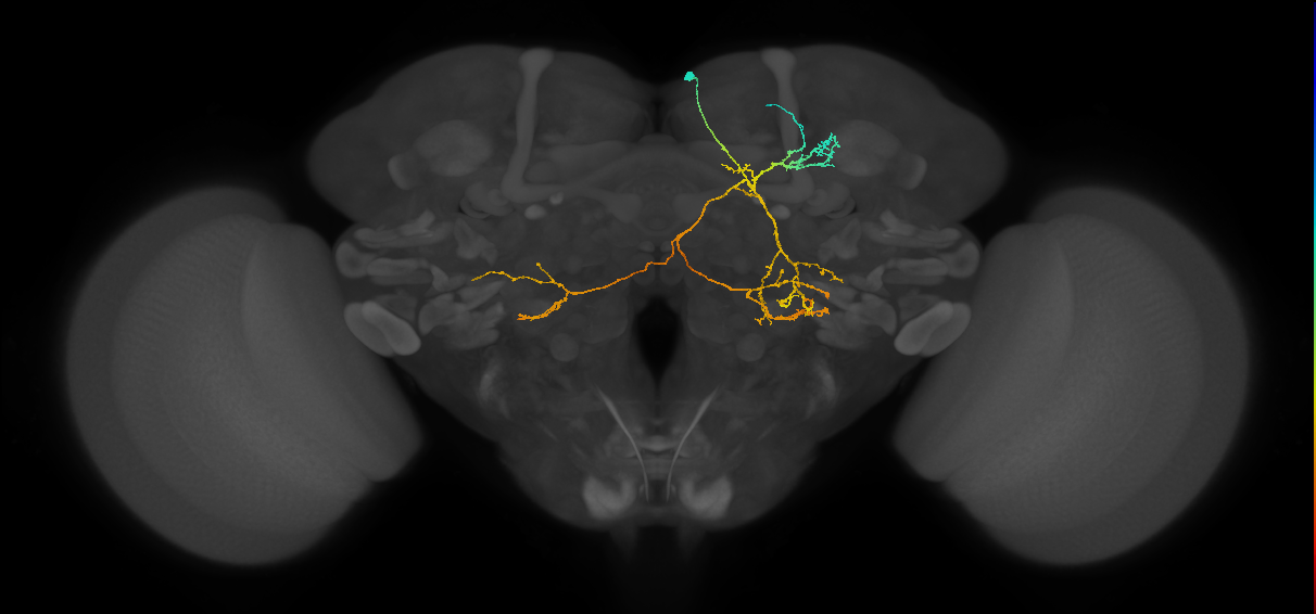 PS003(PS006)_R (MaleCNS:520232)