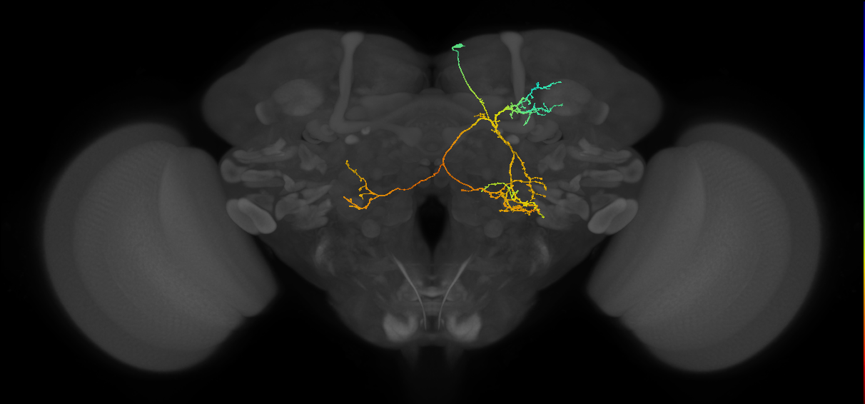 PS003(PS006)_R (MaleCNS:13458)