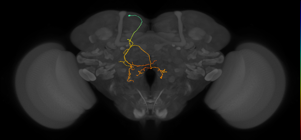 PS005_a_L (MaleCNS:131181)