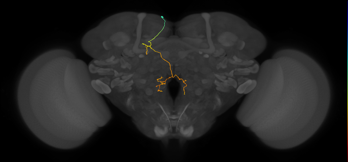 PS008_a1_L (MaleCNS:179651)
