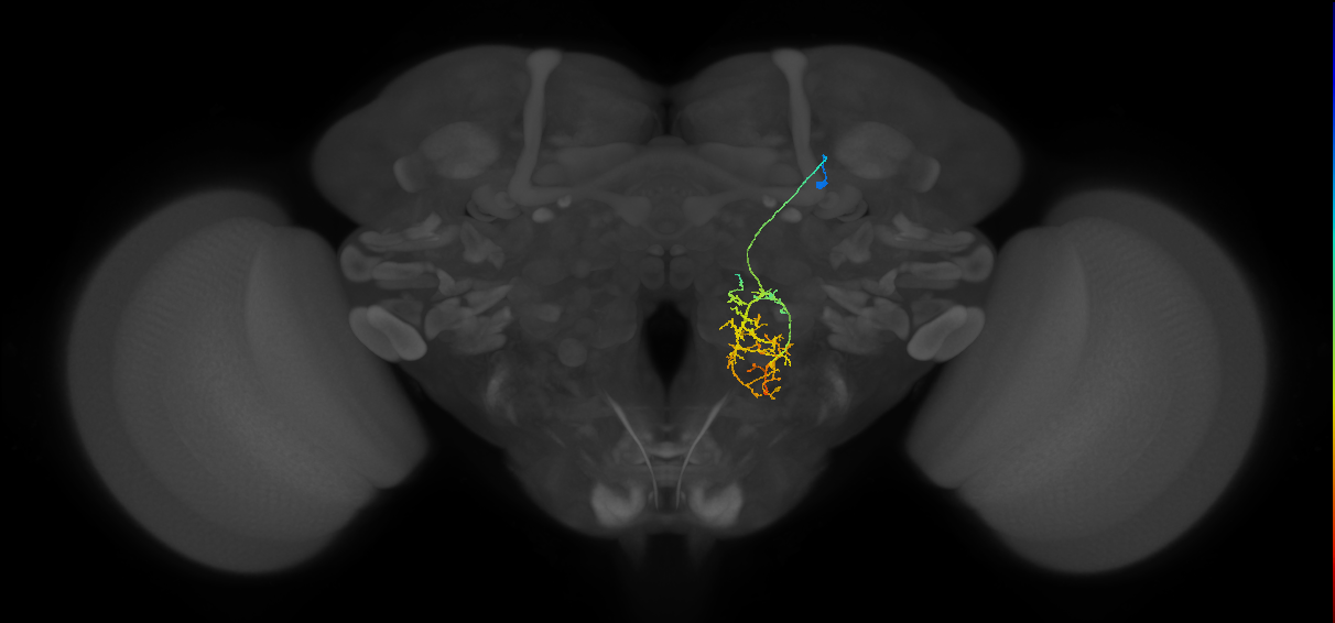 PS024_R (MaleCNS:133296)