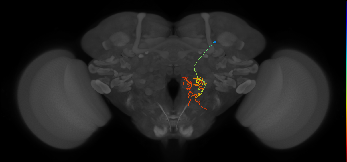 PS034_R (MaleCNS:580417)