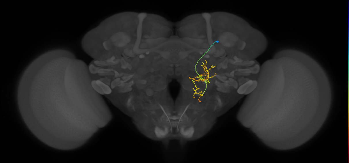 PS038_R (MaleCNS:518320)