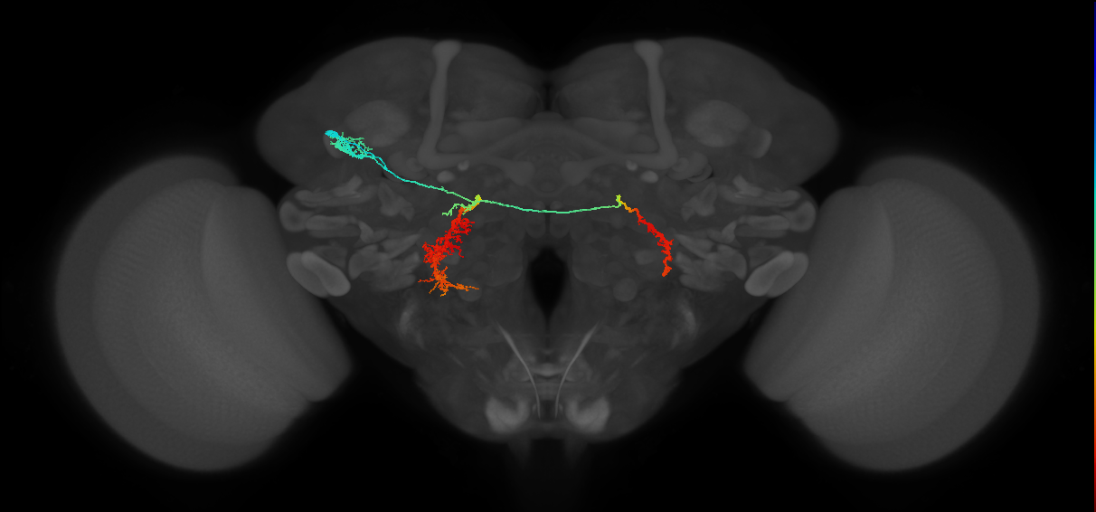 PS083_b_L (MaleCNS:13788)