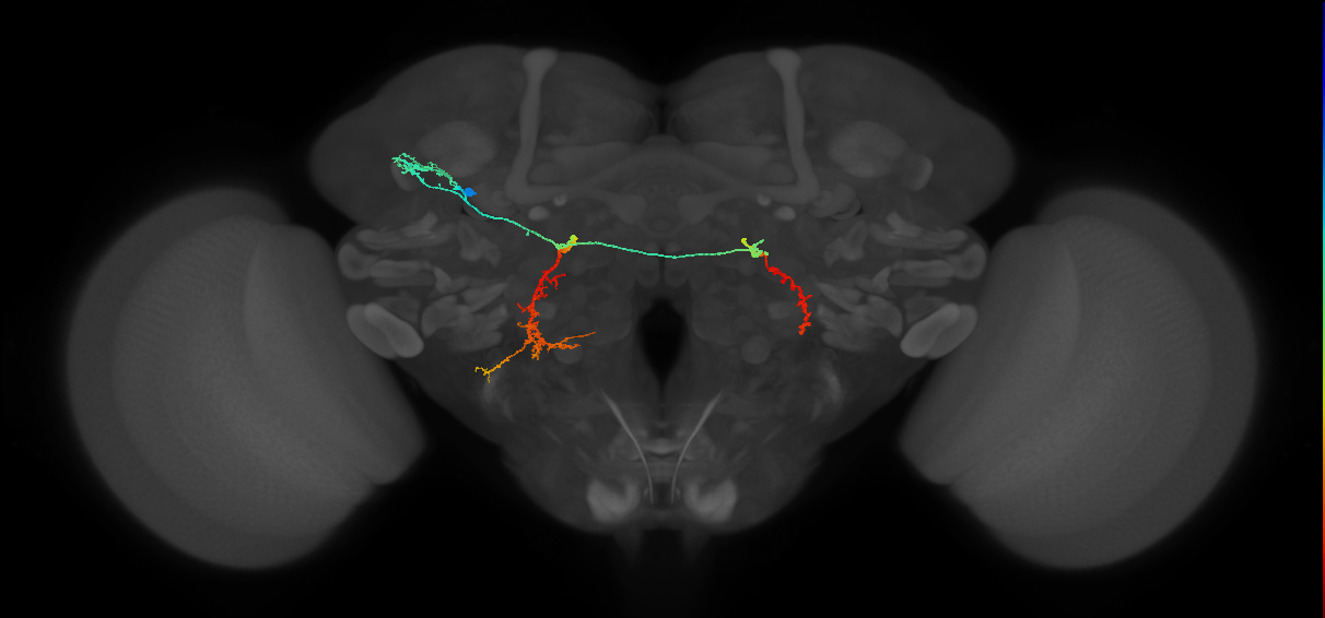 PS084_L (MaleCNS:13267)