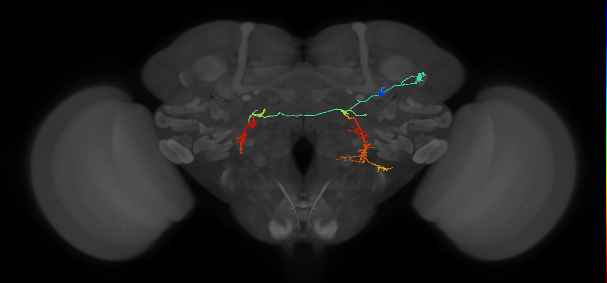 PS084_R (MaleCNS:14817)
