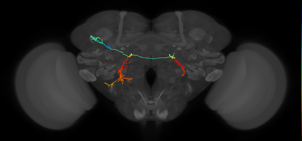 PS084_L (MaleCNS:521261)