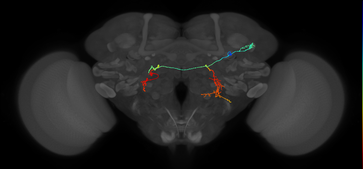 PS084_R (MaleCNS:29987)